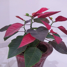 world_Environment_Day